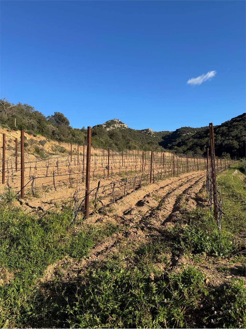 immagine annuncio 6 di 9