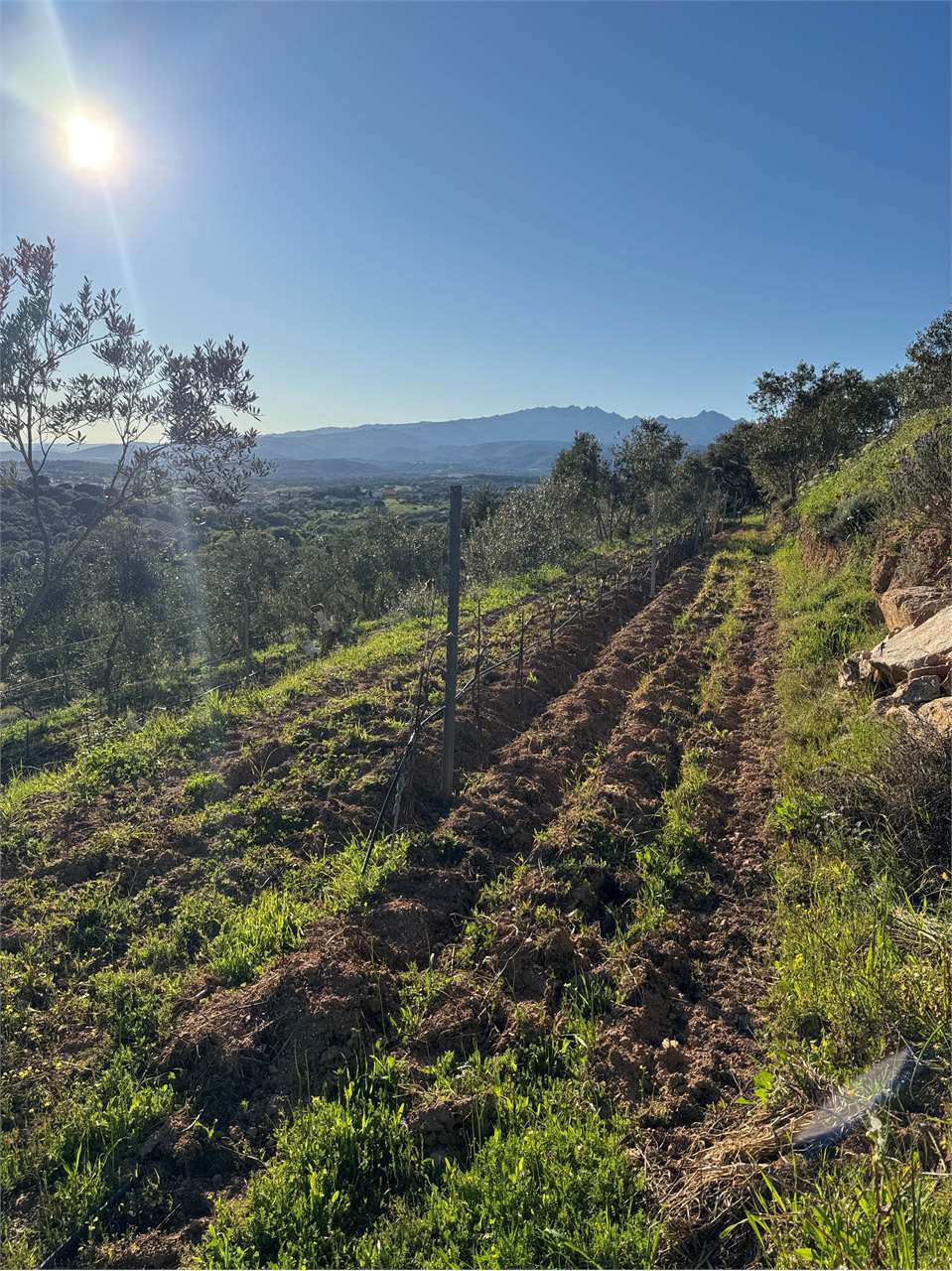 immagine annuncio 5 di 9