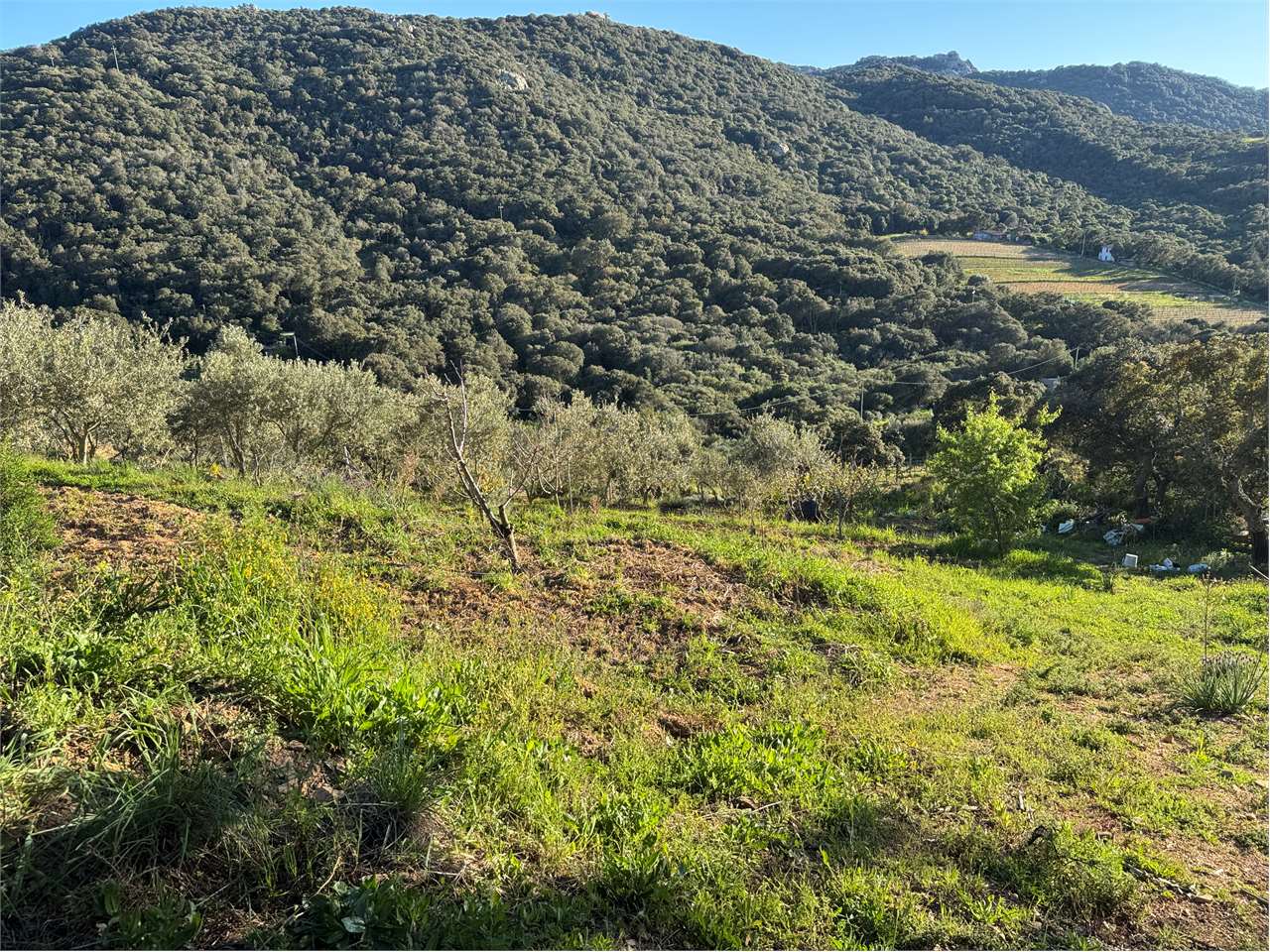 immagine annuncio 1 di 9