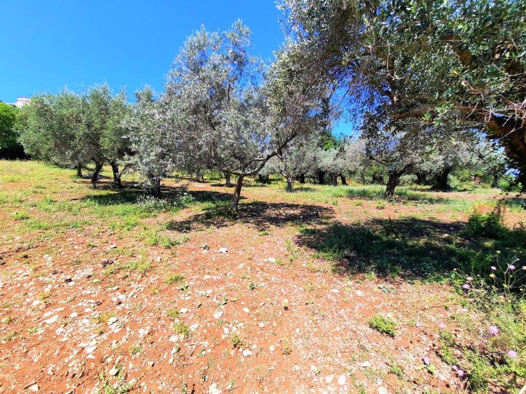 Fotografia Terreno Agricolo piccola 2