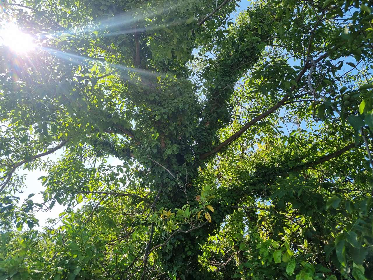 immagine annuncio 8 di 12