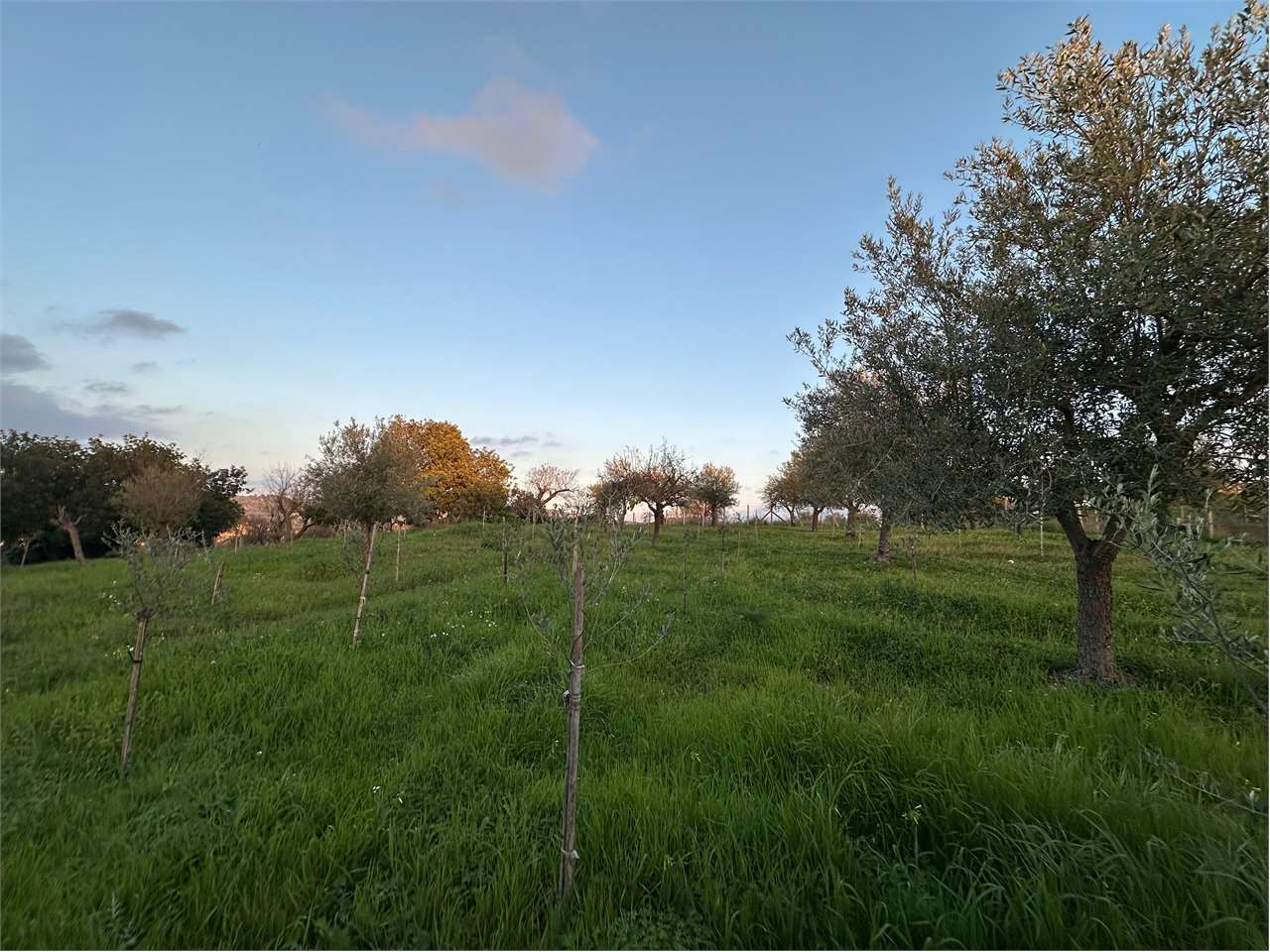 immagine annuncio 4 di 14