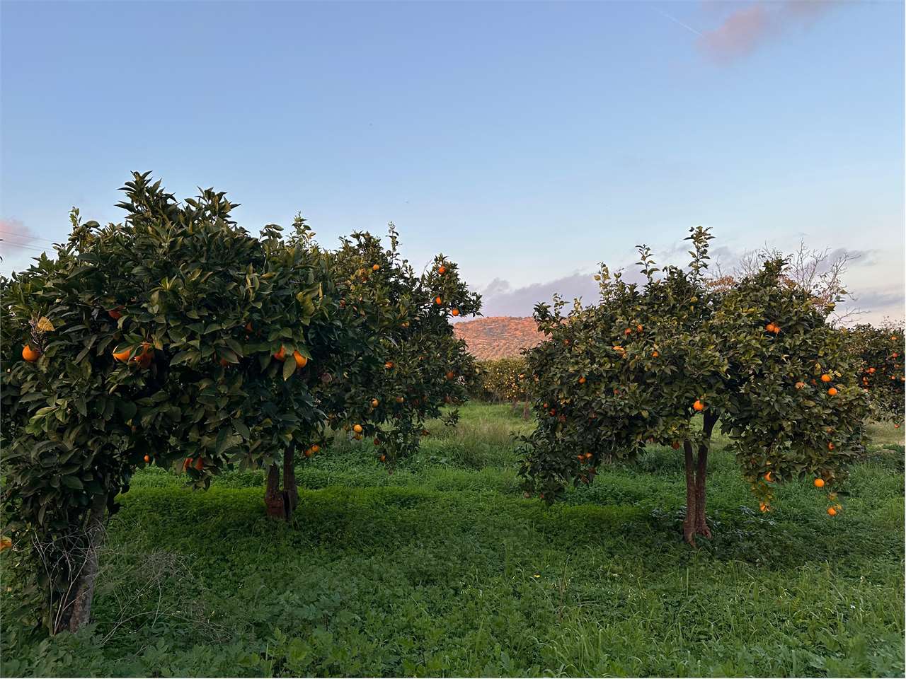 immagine annuncio 7 di 14