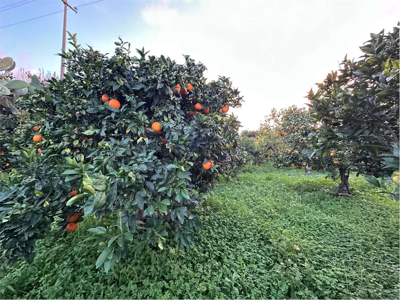 immagine annuncio 10 di 14