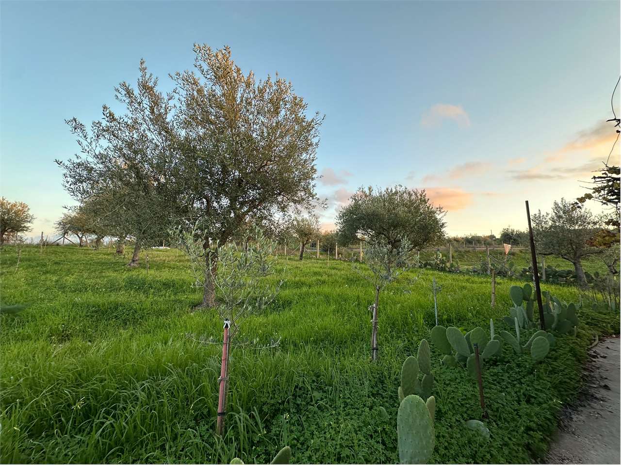 immagine annuncio 11 di 14