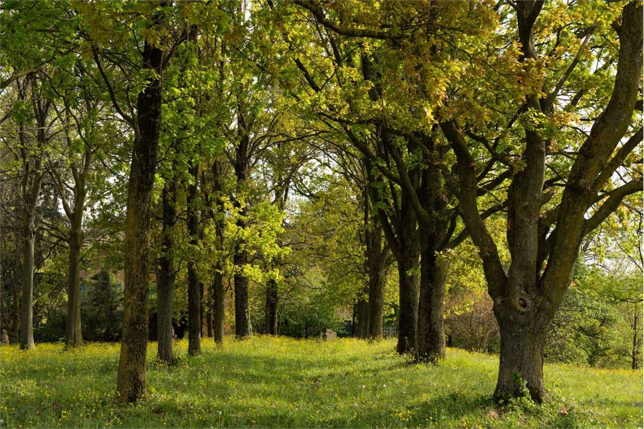 immagine annuncio 4 di 7