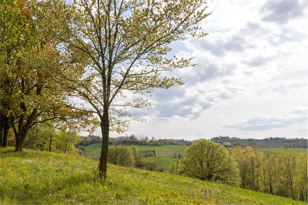 immagine annuncio 5 di 7