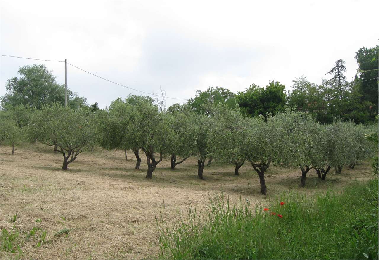 Fotografia Terreno Residenziale piccola 1