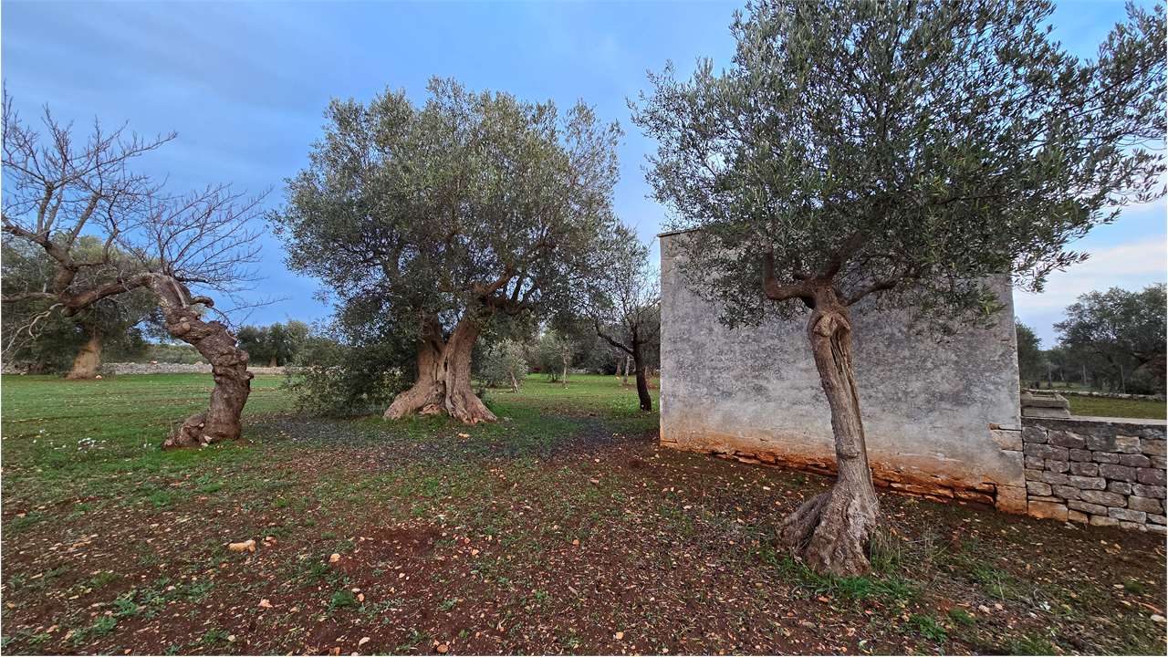 immagine annuncio 6 di 8