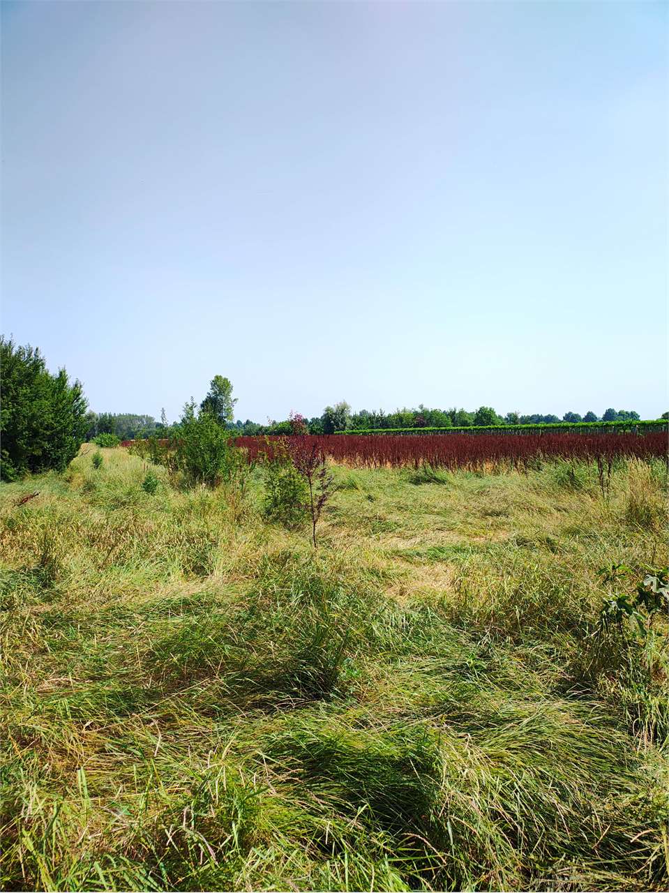 immagine annuncio 2 di 6