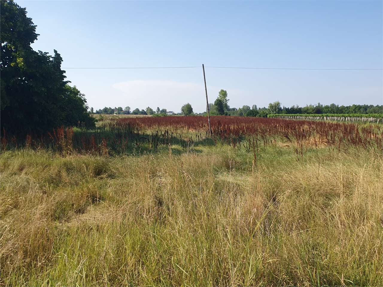 immagine annuncio 5 di 6