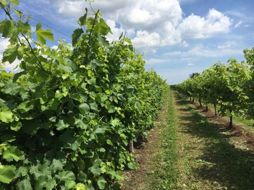 immagine annuncio 6 di 7