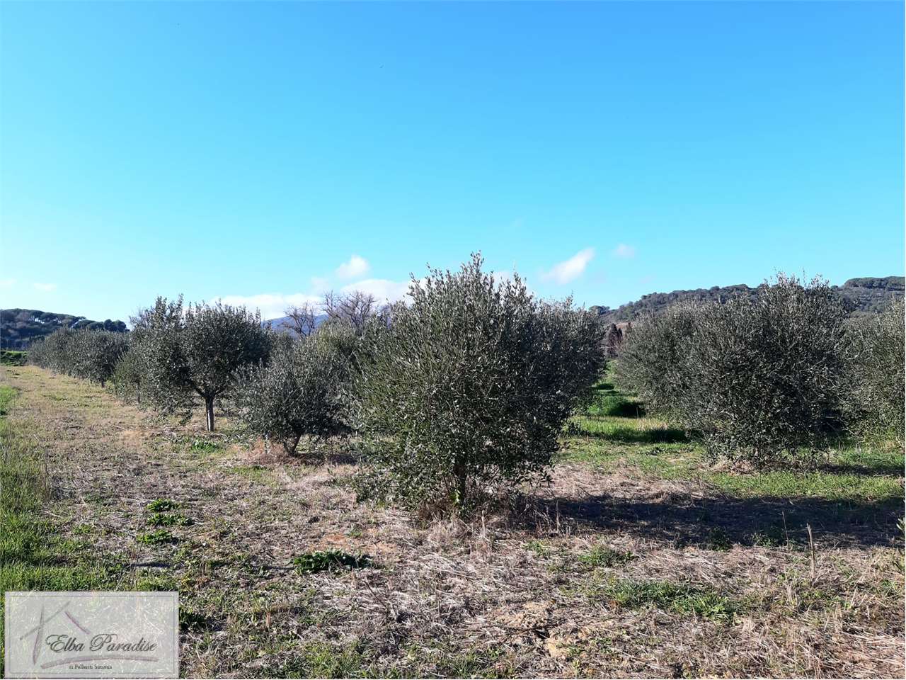 Terreno agricolo in vendita a Capoliveri (LI)