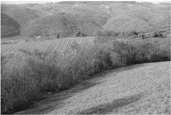 Terreno agricolo in vendita a Tregnago (VR)