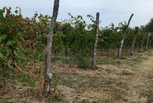 U1332/24 - Terreno agricolo situato a Fonte (TV)