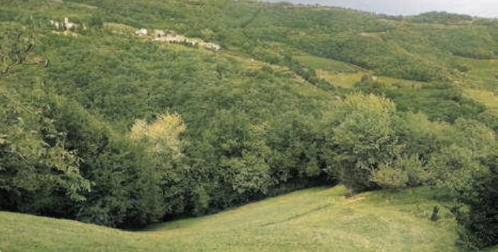 E2383/24BIS - Terreni agricoli a Tregnago (VR)