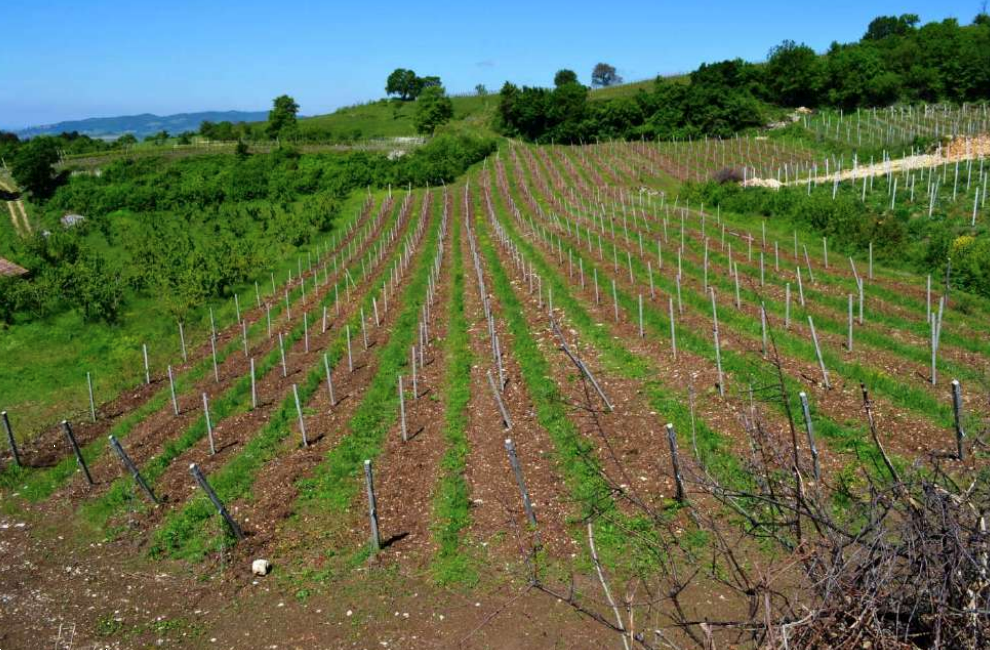 P605/24 - Terreno agricolo a Cazzano di Tramigna (VR)