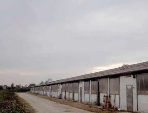 A646/25 - Capannone agricolo a Trebaseleghe (PD) 