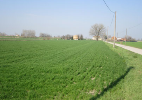 X1302/26 - Terreno agricolo a Moglia (MN)