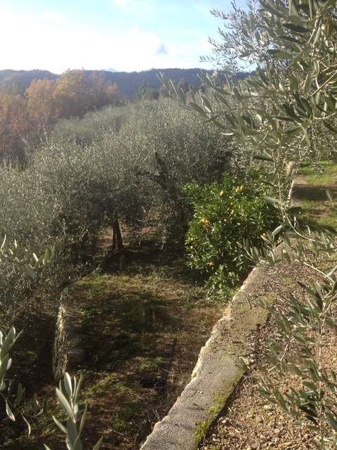 Fotografia Terreno Agricolo piccola 1