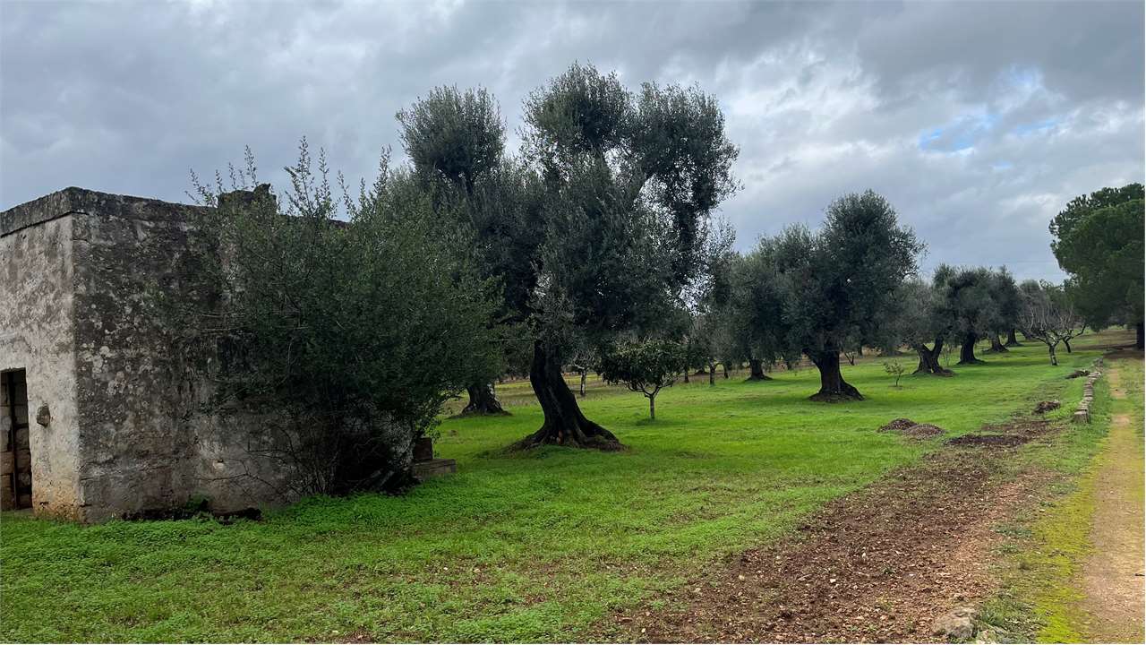 immagine annuncio 13 di 15