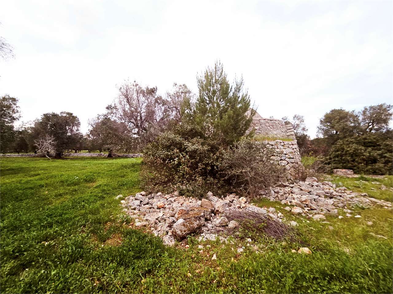 immagine annuncio 5 di 11