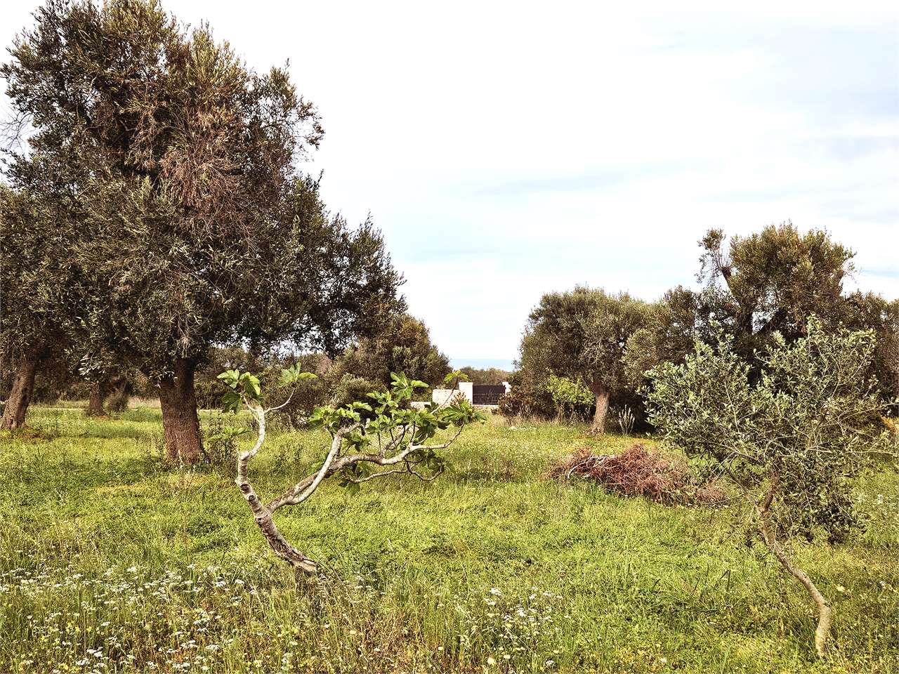 immagine annuncio 3 di 9