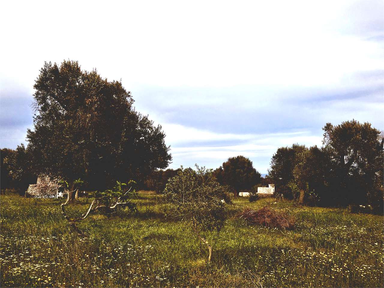 immagine annuncio 4 di 9