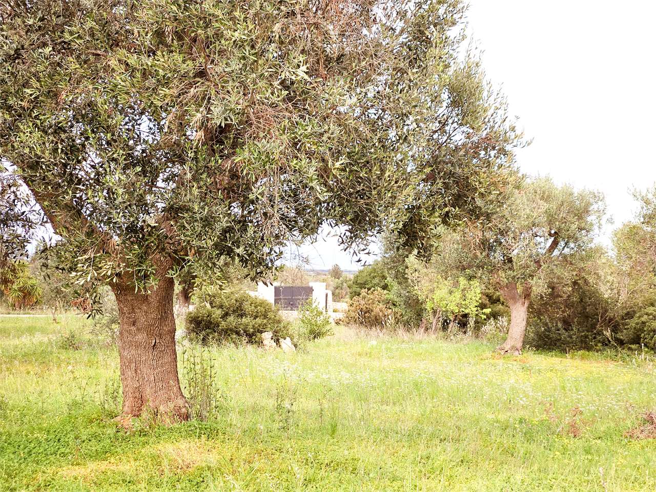 immagine annuncio 8 di 9