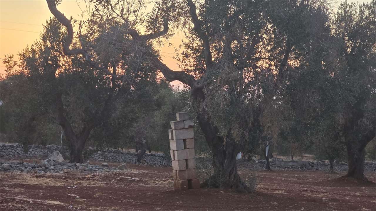 immagine annuncio 9 di 13