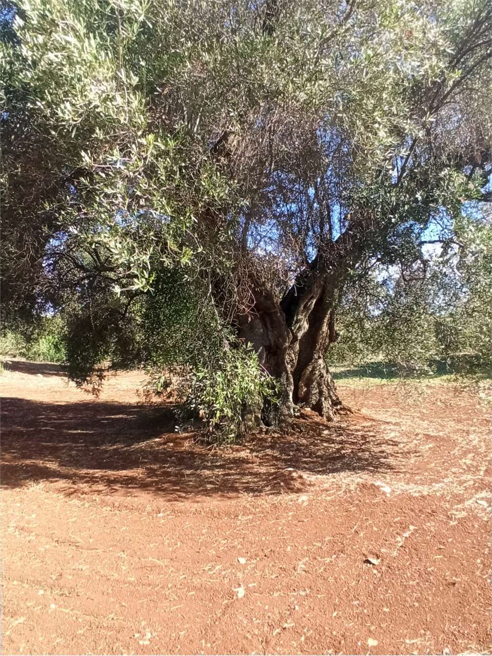 immagine annuncio 8 di 12