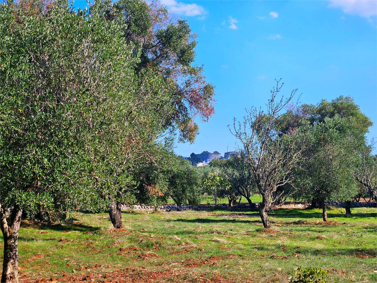 immagine annuncio 9 di 10