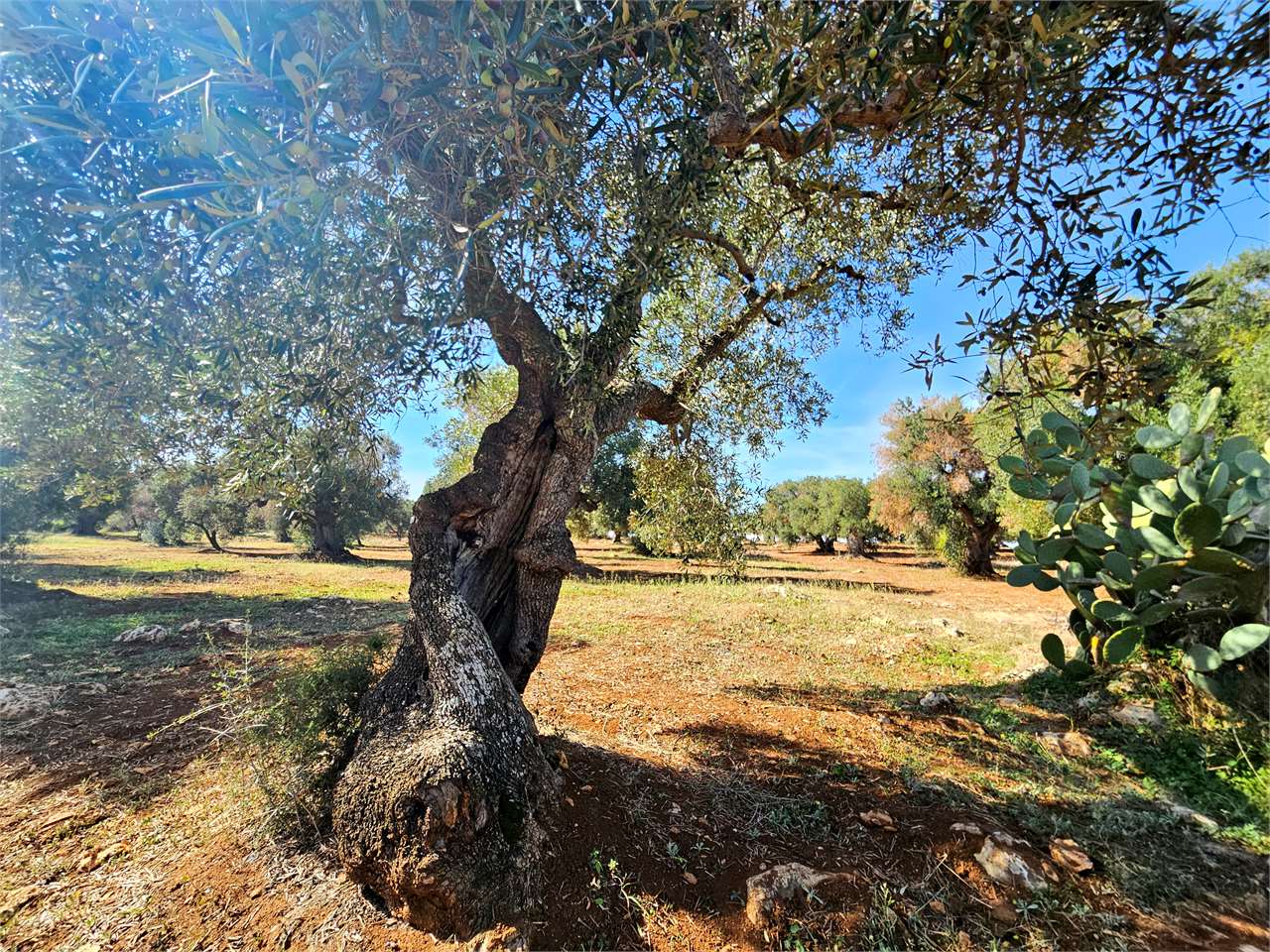 immagine annuncio 5 di 13