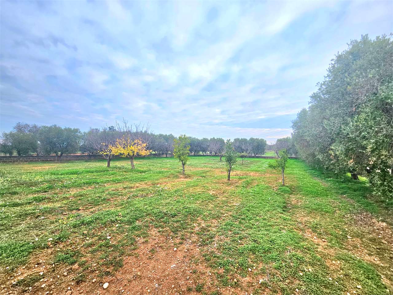 immagine annuncio 2 di 6