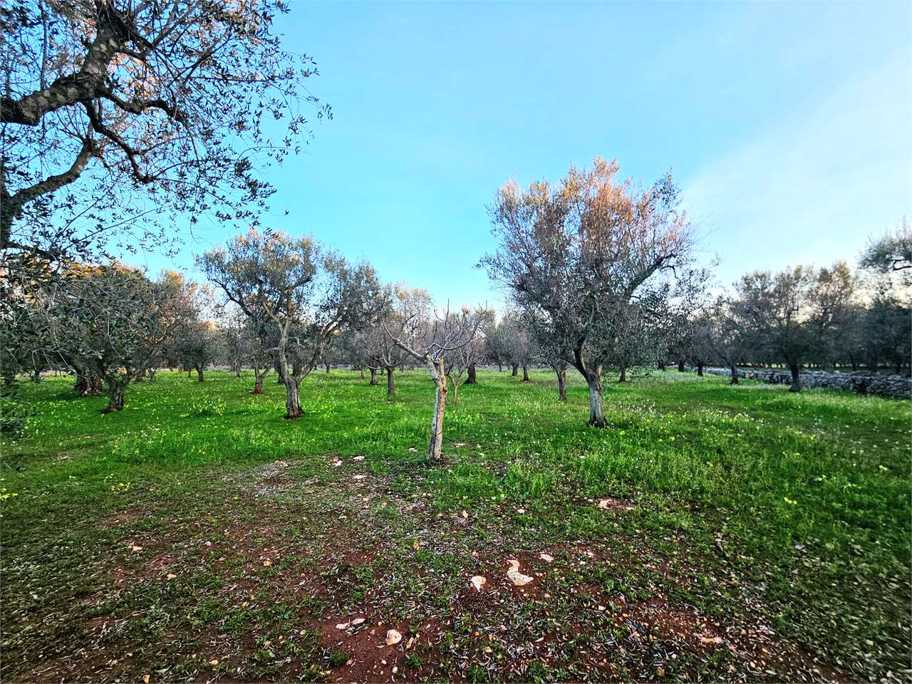 immagine annuncio 8 di 14