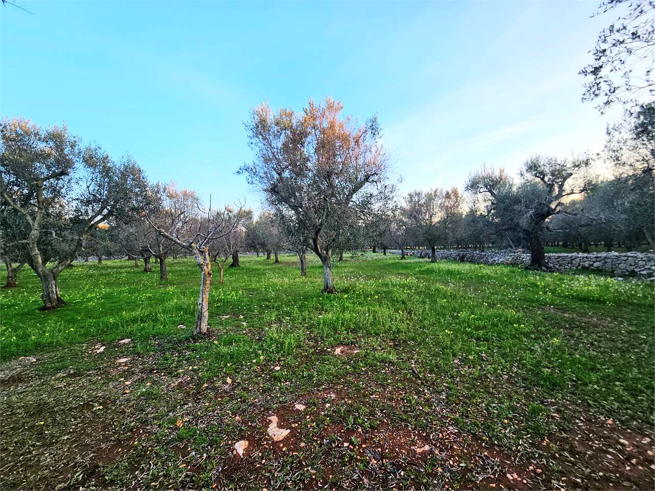 immagine annuncio 11 di 14