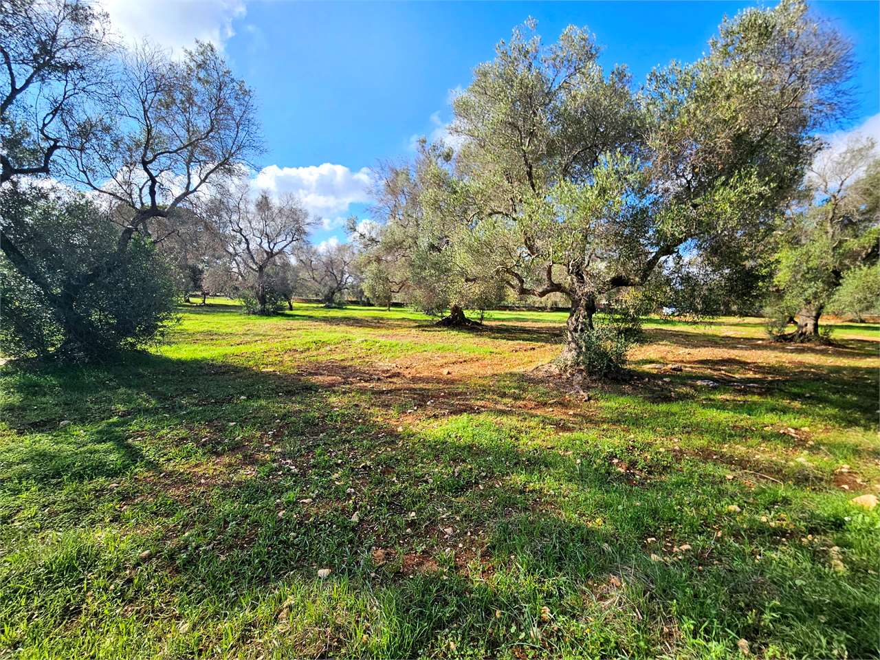 immagine annuncio 5 di 12