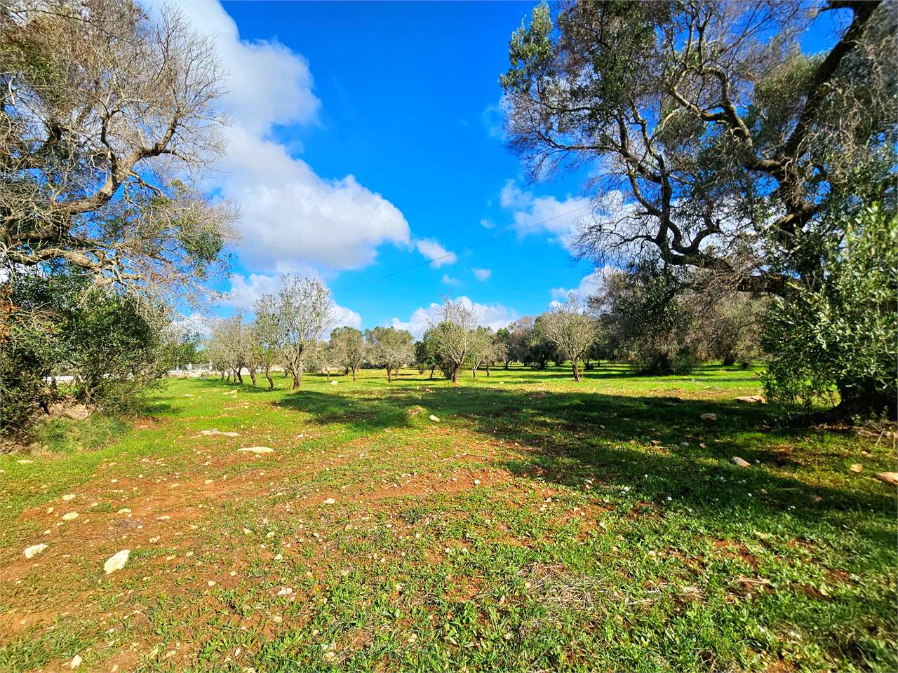 immagine annuncio 6 di 12