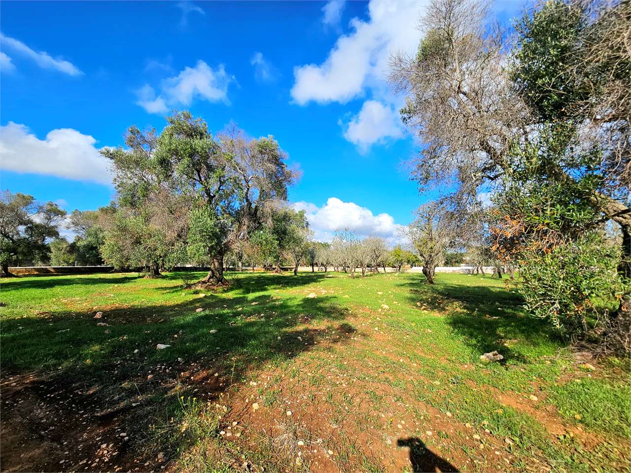 immagine annuncio 8 di 12