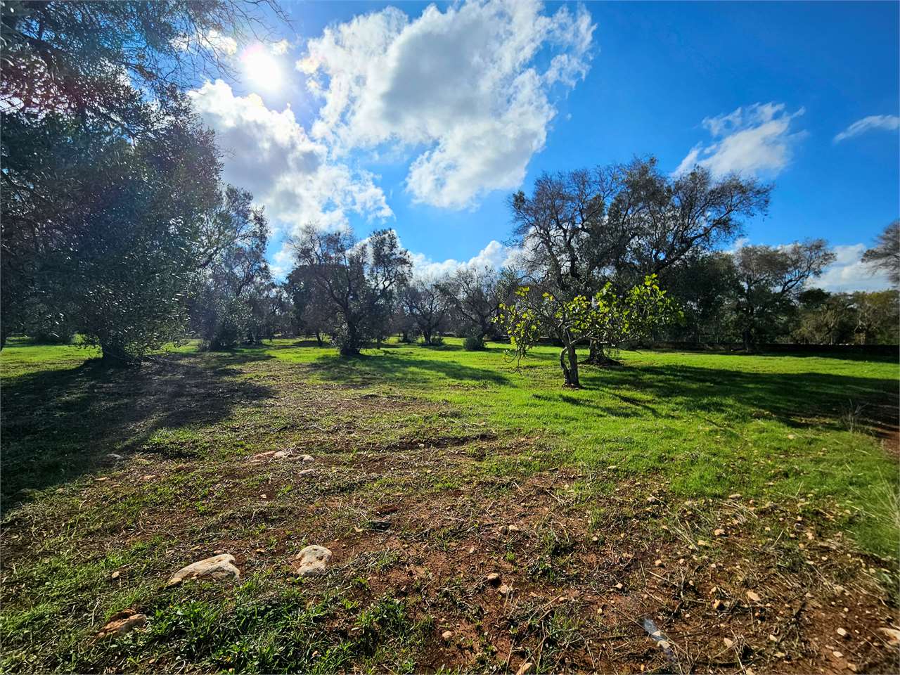 immagine annuncio 9 di 12