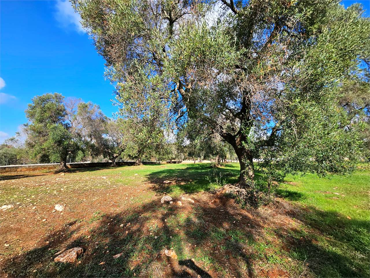 immagine annuncio 10 di 12