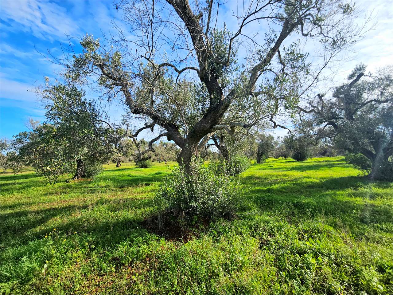 immagine annuncio 4 di 15