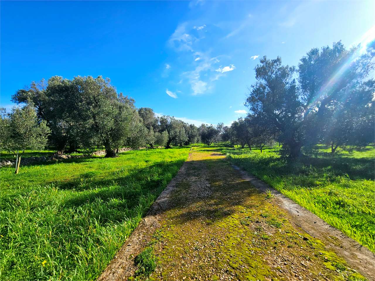 immagine annuncio 10 di 15