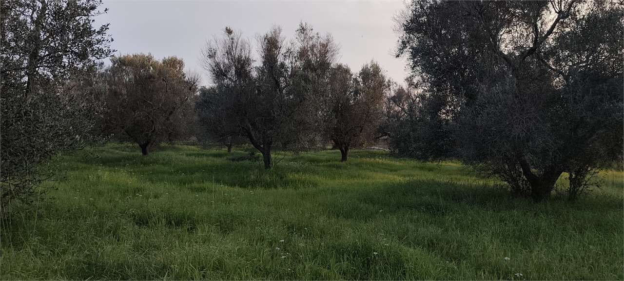 immagine annuncio 3 di 11