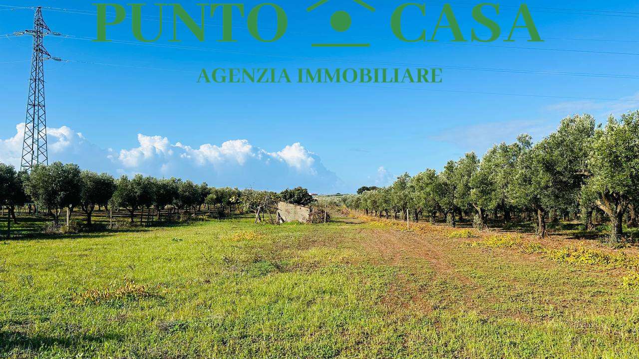 immagine annuncio 5 di 11