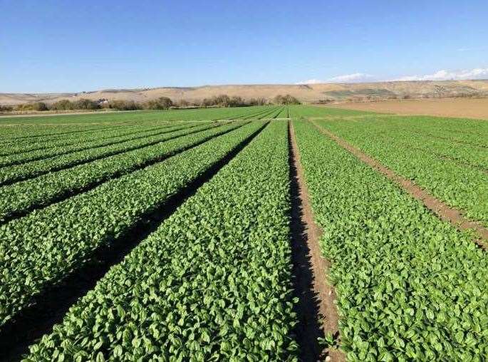 immagine annuncio 1 di 3