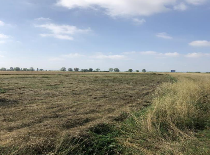 Terreno agricolo in vendita a Cascina (PI)