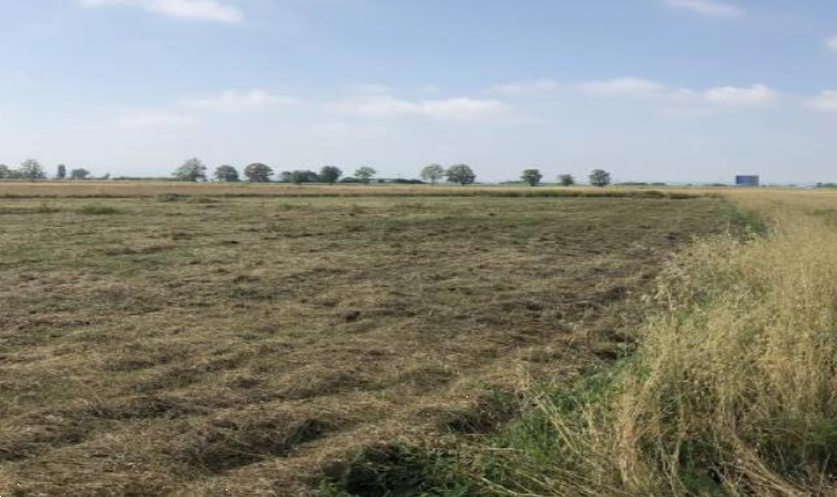 Terreno agricolo in vendita a Cascina (PI)