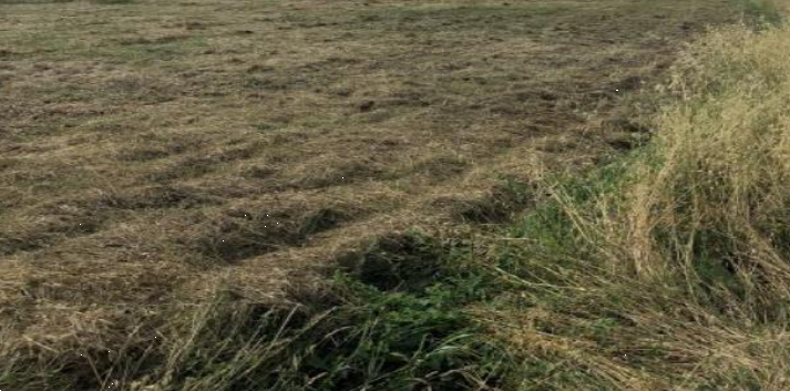 Terreno agricolo in vendita a Cascina (PI)