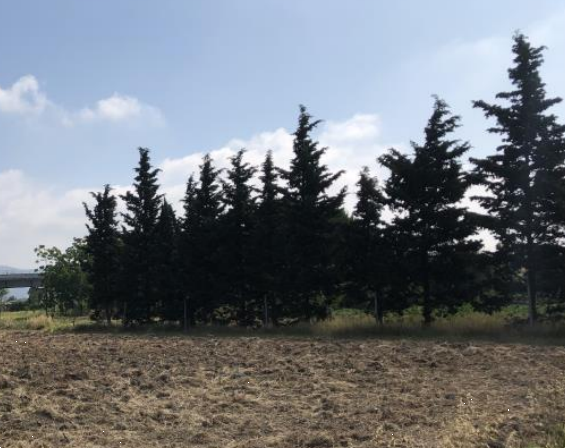 Terreno agricolo in vendita a Cascina (PI)